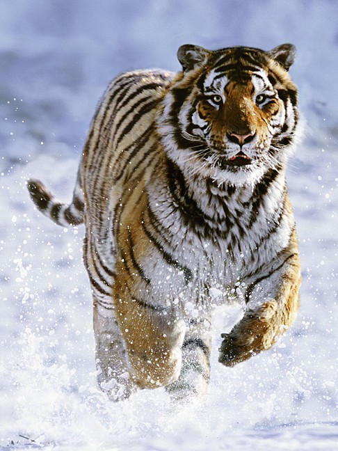 RAVENSBURGER - Tiger na snehu 500 dielikov