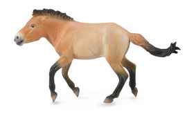 COLLECTA - kôň Przewalského