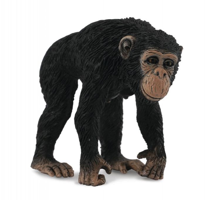 COLLECTA - Šimpanz - samica