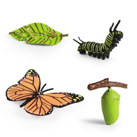 RAPPA - Motýľ a jeho rastový vývoj